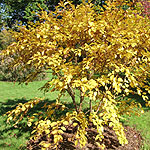Betula medwediewii - Cherry Birch, Betula