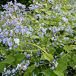 Brunnera macrophylla - Langtrees - Siberian Bugloss