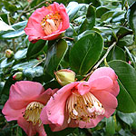 Camellia - Hinu Maru - Chinese Rose