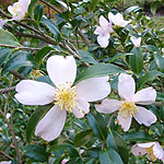 Camellia sasangua - Setsugekka - Chinese Rose