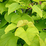 Catalpa bignonioides - Aurea - Indian Bean Tree