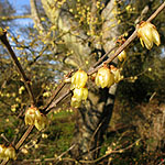 Chimonanthus praecox - Luteus - Winter Sweet, Chimonanthus