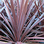 Cordyline - Red Star - Cordyline, Cabbage palm