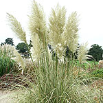 Cortaderia selloana - Aureolineata - Pampass Grass, Cortaderia