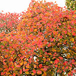 Cotinus coggygria - Smoke tree, Venetian sumach - 2nd Image
