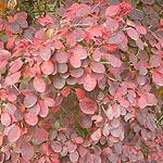 Cotinus coggygria - Royal Purple - Smoke tree