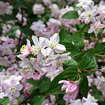 Deutzia X elegantissima - Fasciculata - Beauty Bush, Deutzia