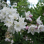 Deutzia longifolia - Veitchii - Beauty Bush