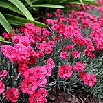 Dianthus  - Red Star - Dianthus, Pink