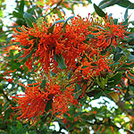 Embothrium coccineum - Chilean Fire Bush