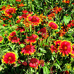 Gaillardia - Solar Flare - Blanket Flower - 2nd Image