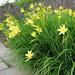 Hemerocallis lilio-asphodelus - Day Lily - 2nd Image
