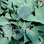 Hosta halcyon - Plantain Lily