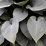 Hosta halcyon - Plantain Lily - 2nd Image