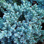 Juniperus squamata - Blue Star - Juniper - 2nd Image