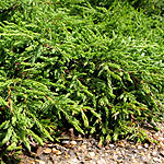 Juniperus communis - Repanda - 2nd Image