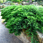 Juniperus scopulorum - Prostrata - Rocky Mountain Juniper