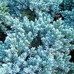 Juniperus squamata - Blue Star - Juniper