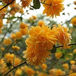 Kerria japonica - Pleniflora - Batchelors Buttons, Japanese Marigold Bush