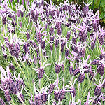 Lavandula stoaechas - Marshwood - French Lavender - 2nd Image