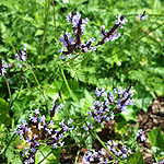 Lavandula canariensis - Lavender