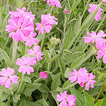 Lychnis flos-jovis - Jobs flower