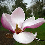 Magnolia soulangiana - Rustica Rubra - Magnolia