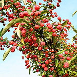 Malus - Adirondack - Crab Apple