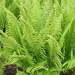 Matteuccia struthiopteris - Ostrich Plume Fern