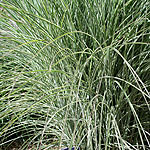 Miscanthus  sinensis - Morning Light - Elepahnt grass, Miscanthus - 3rd Image