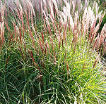 Miscanthus sinensis - Gaa - Elephant grass, Miscanthus - 2nd Image