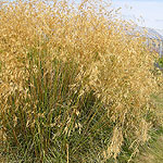 Stipa gigantea - Spanish Oat grass, Stipa - 3rd Image