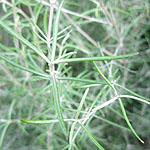 Olearia dartonii - Uneralis - Daisy Bush, Olearia - 2nd Image
