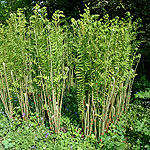 Osmunda regalis - Royal Fern, Osmunda