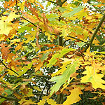 Quercus rubra - Sunshine