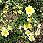 Rosa xanthina - Canary Bird - Climbing Rose