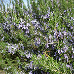 Rosmarinus officinalis - Sissinghurst Blue - Rosemary - 2nd Image