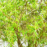 Salix babylonica - Tortuosa - Twisted Willow