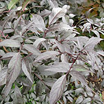Sambucus nigra - Black Beauty - Purple Elder - 2nd Image