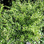 Sarcococca ruscrifolia - Chinensis - Sweet Box, Sarcocca - 2nd Image