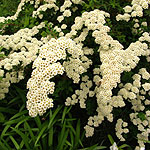 Spiraea nipponica - Snowmound - Bridal wreath, Spiraea