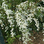 Spiraea thunbergii - Bridal wreath, Spiraea