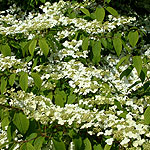 Viburnum plicatum - Meriesii