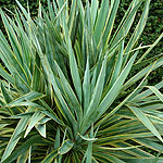 Yucca gloifolia - Marginata